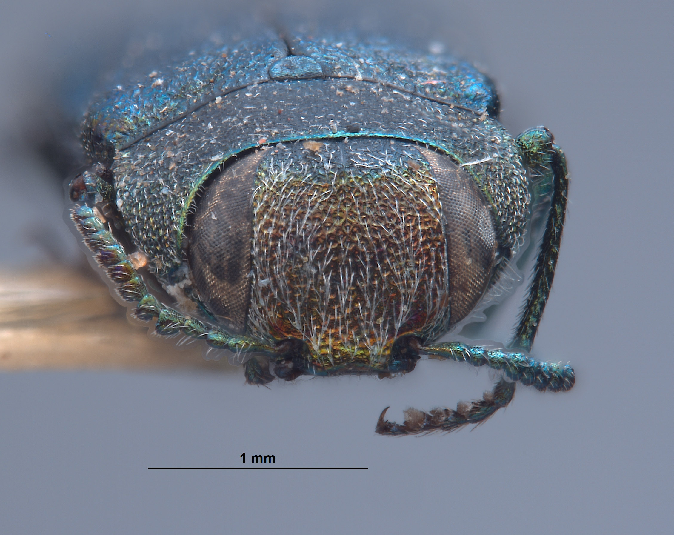 Anthaxia sublaevis image