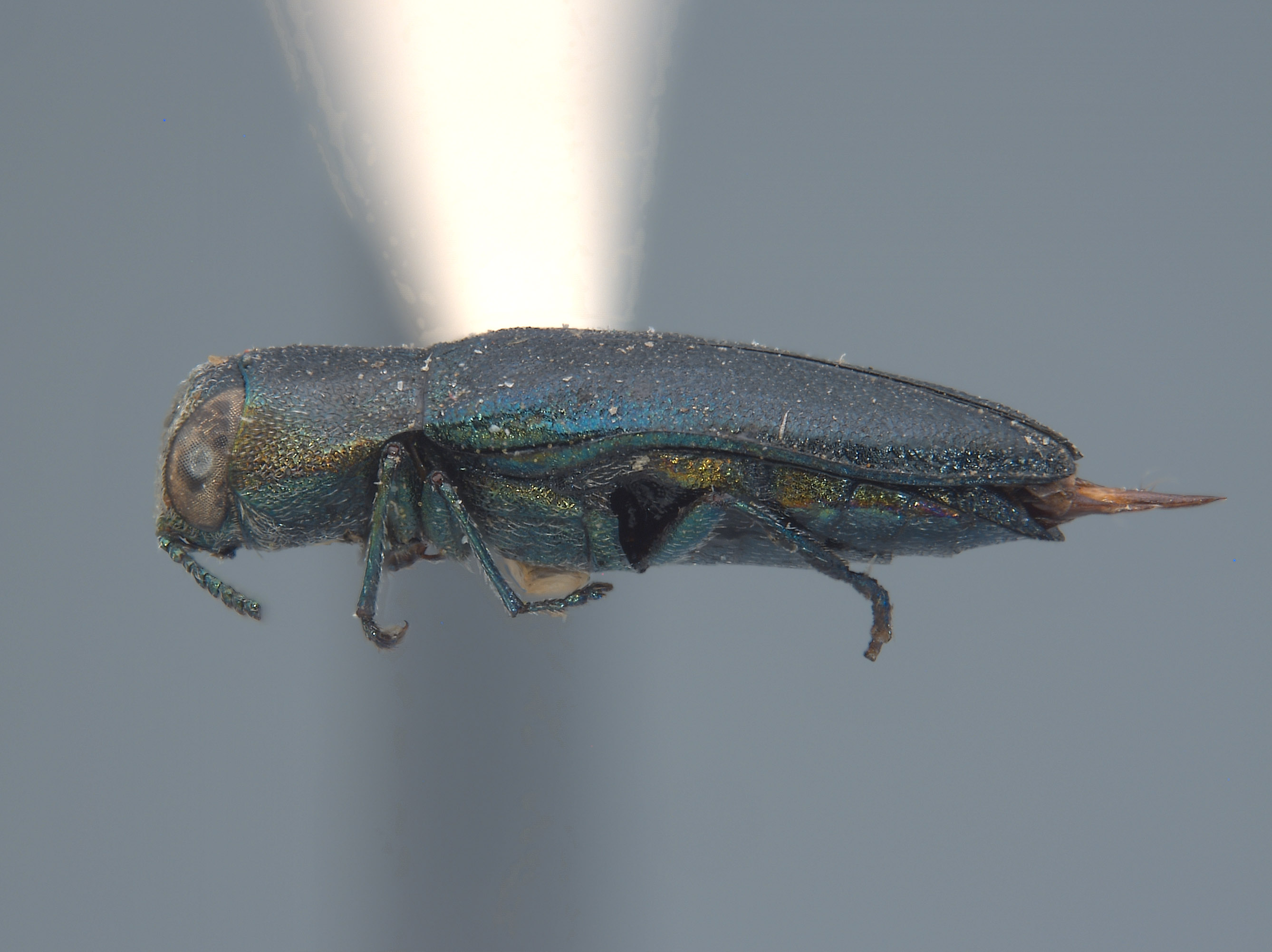 Anthaxia sublaevis image