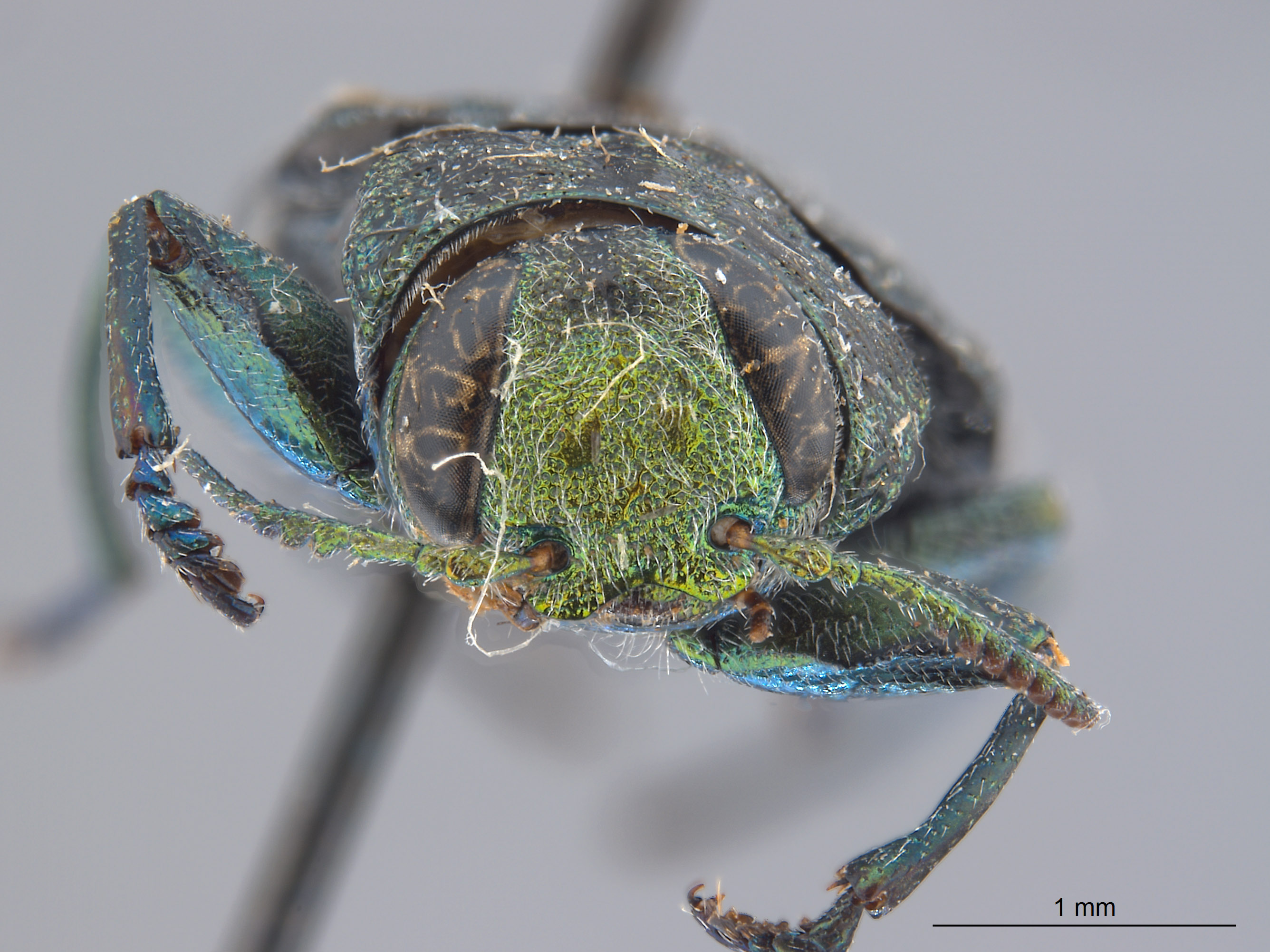 Chrysobothris image
