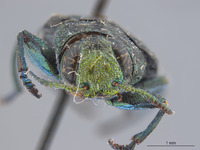 Chrysobothris pseudotsugae image