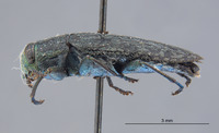 Chrysobothris pseudotsugae image