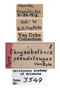 Chrysobothris pseudotsugae image