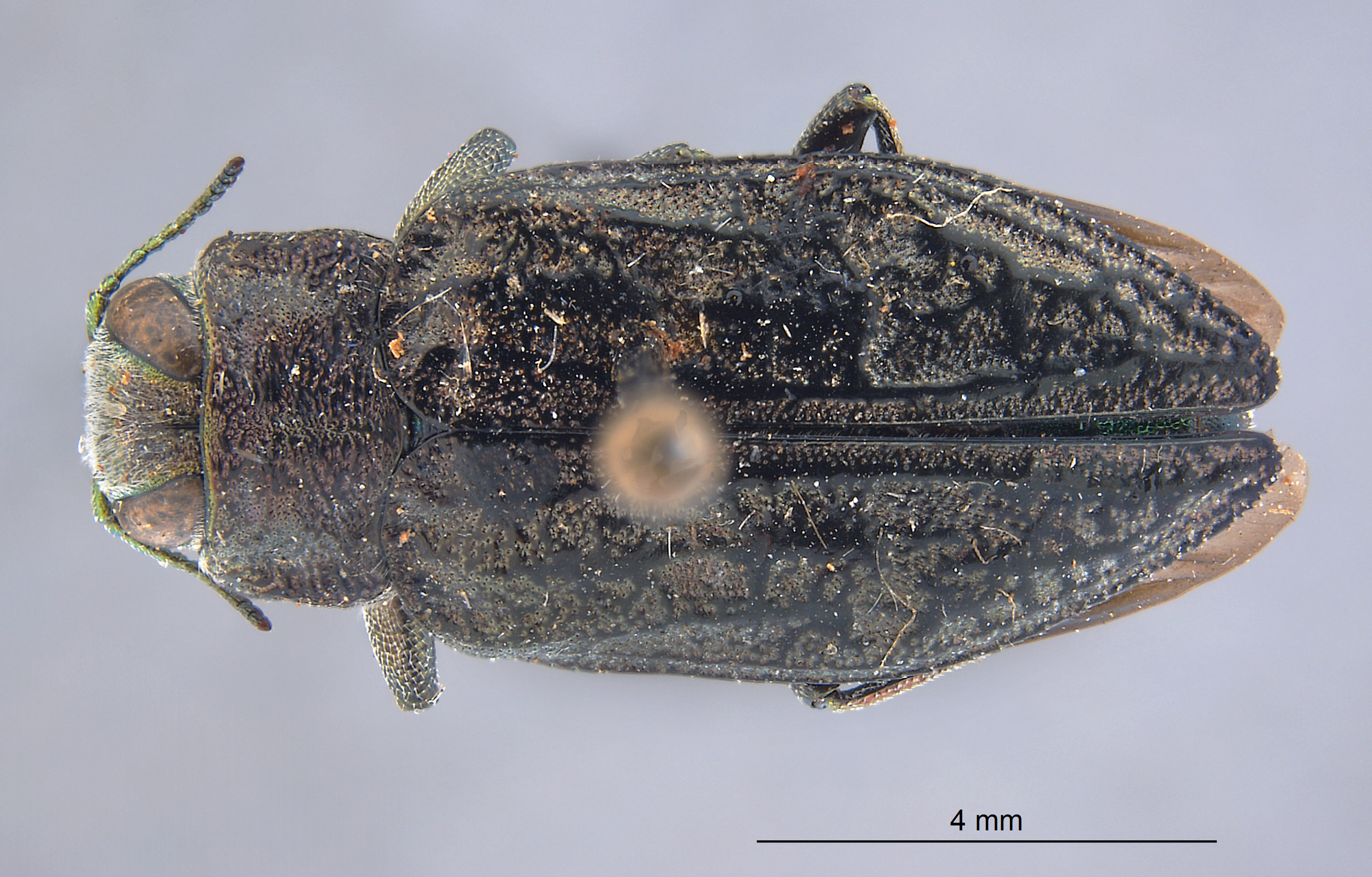 Chrysobothris image