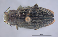 Chrysobothris laricis image
