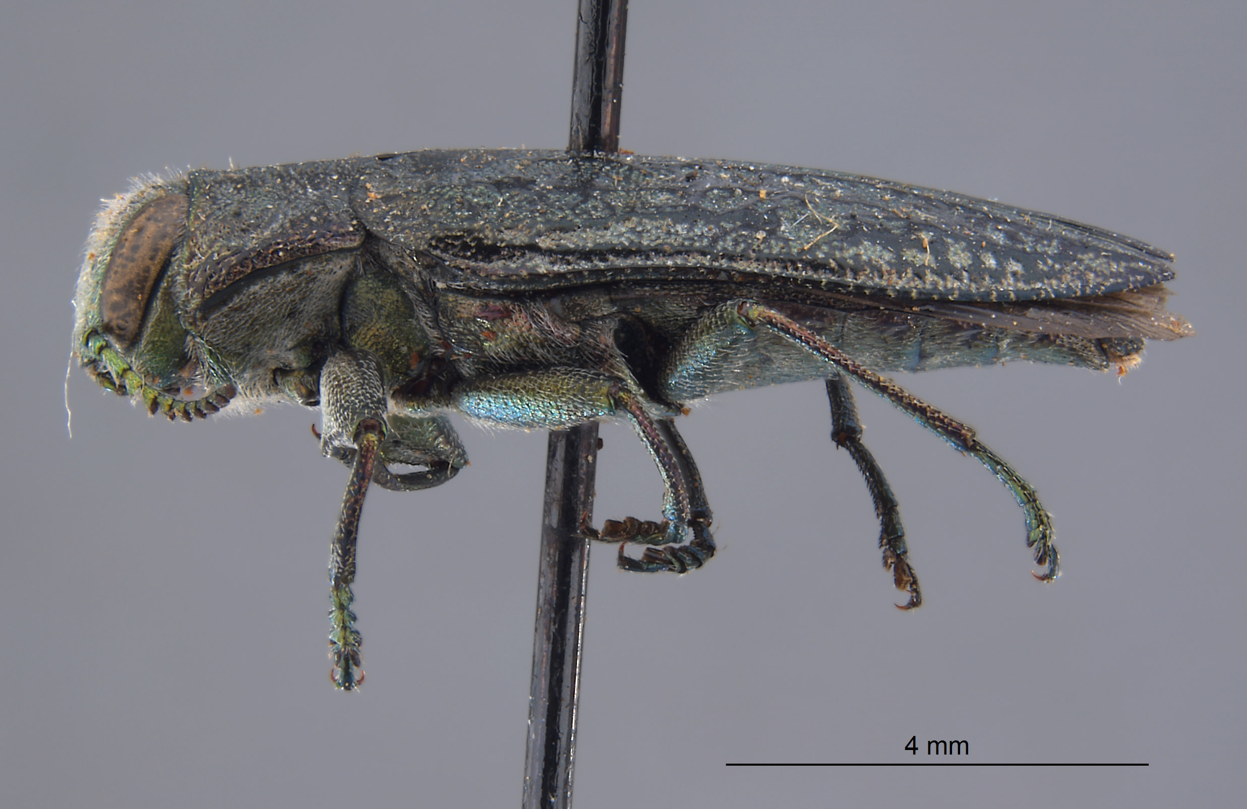 Chrysobothris laricis image