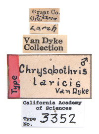 Chrysobothris laricis image