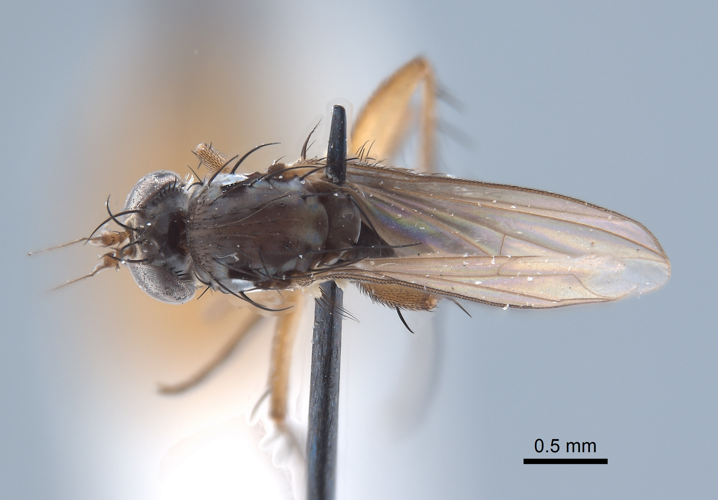 Paraclius minutus image
