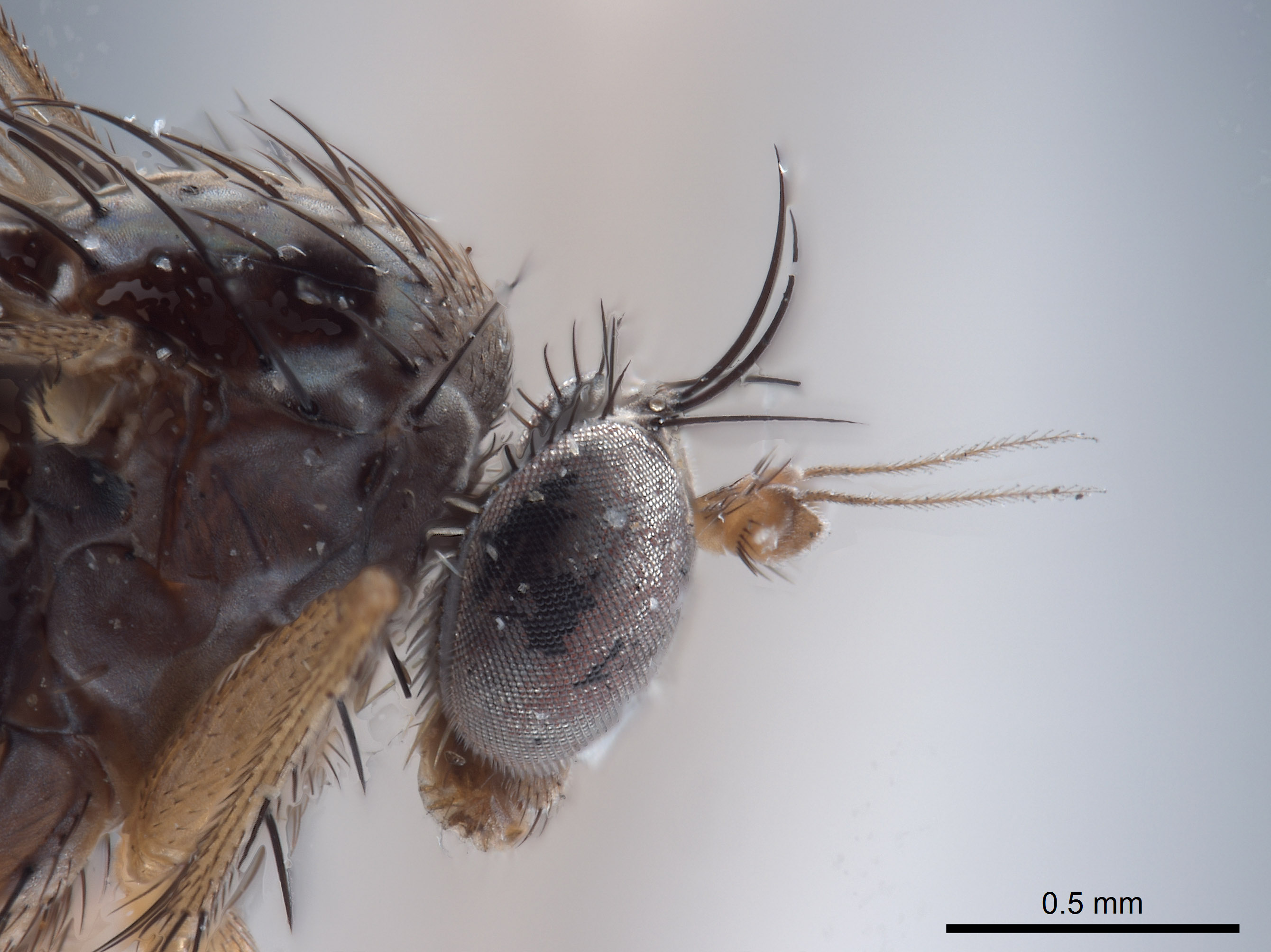 Paraclius minutus image