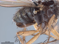 Paraclius minutus image