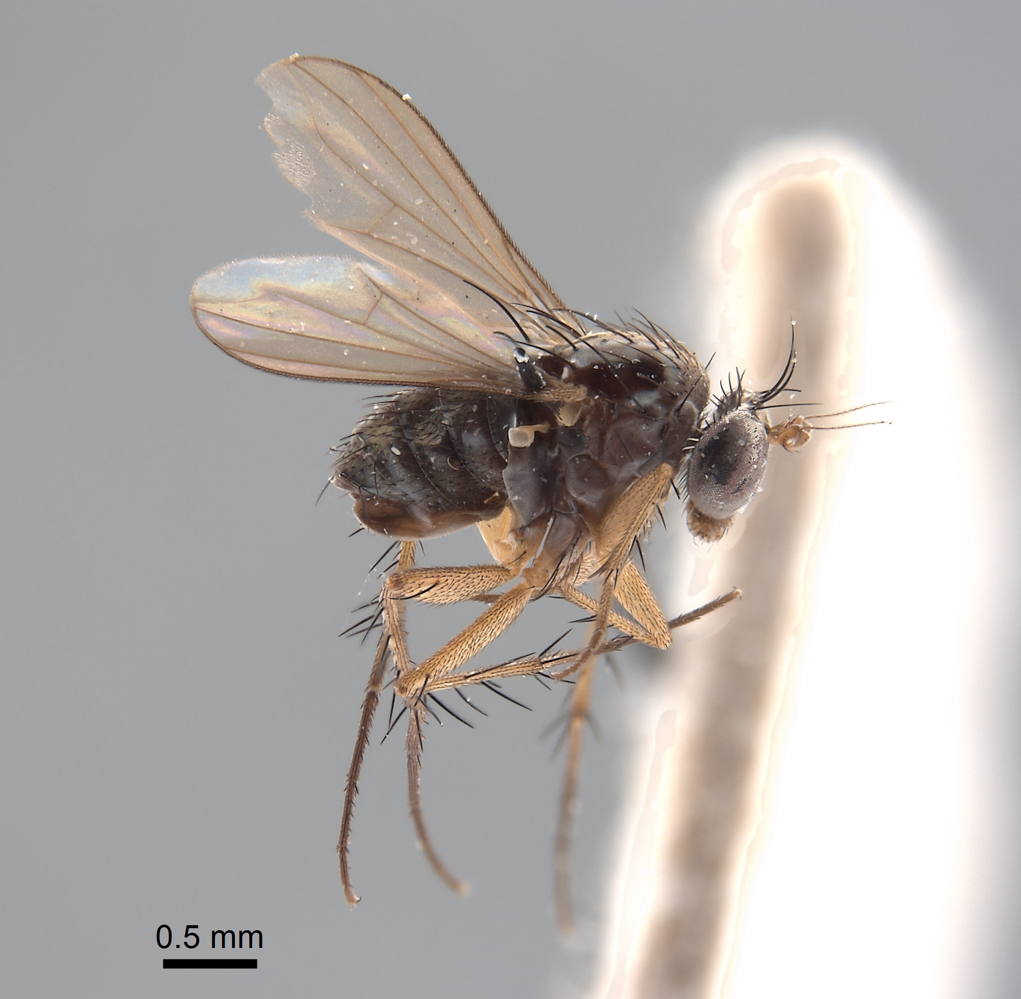 Paraclius minutus image