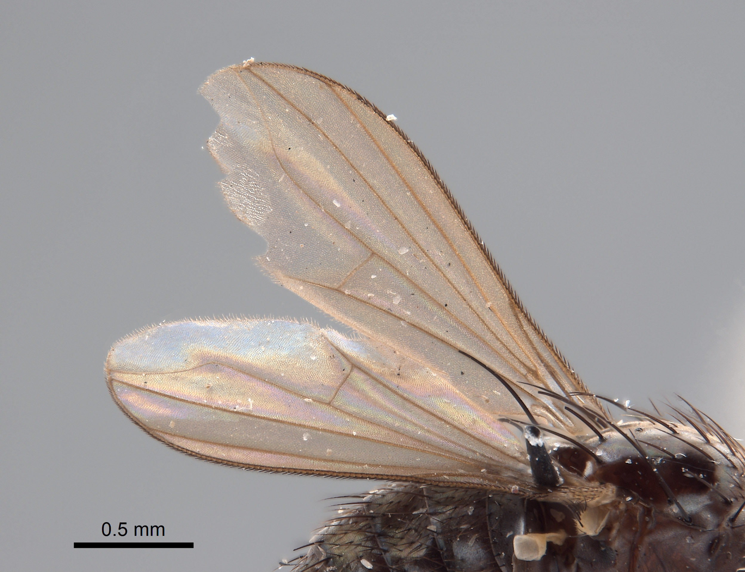Paraclius image