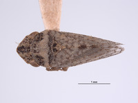 Xerophloea oraclis image