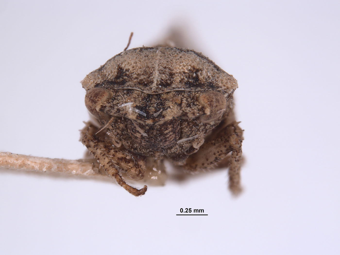 Xerophloea oraclis image