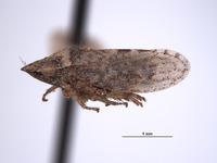 Xerophloea oraclis image
