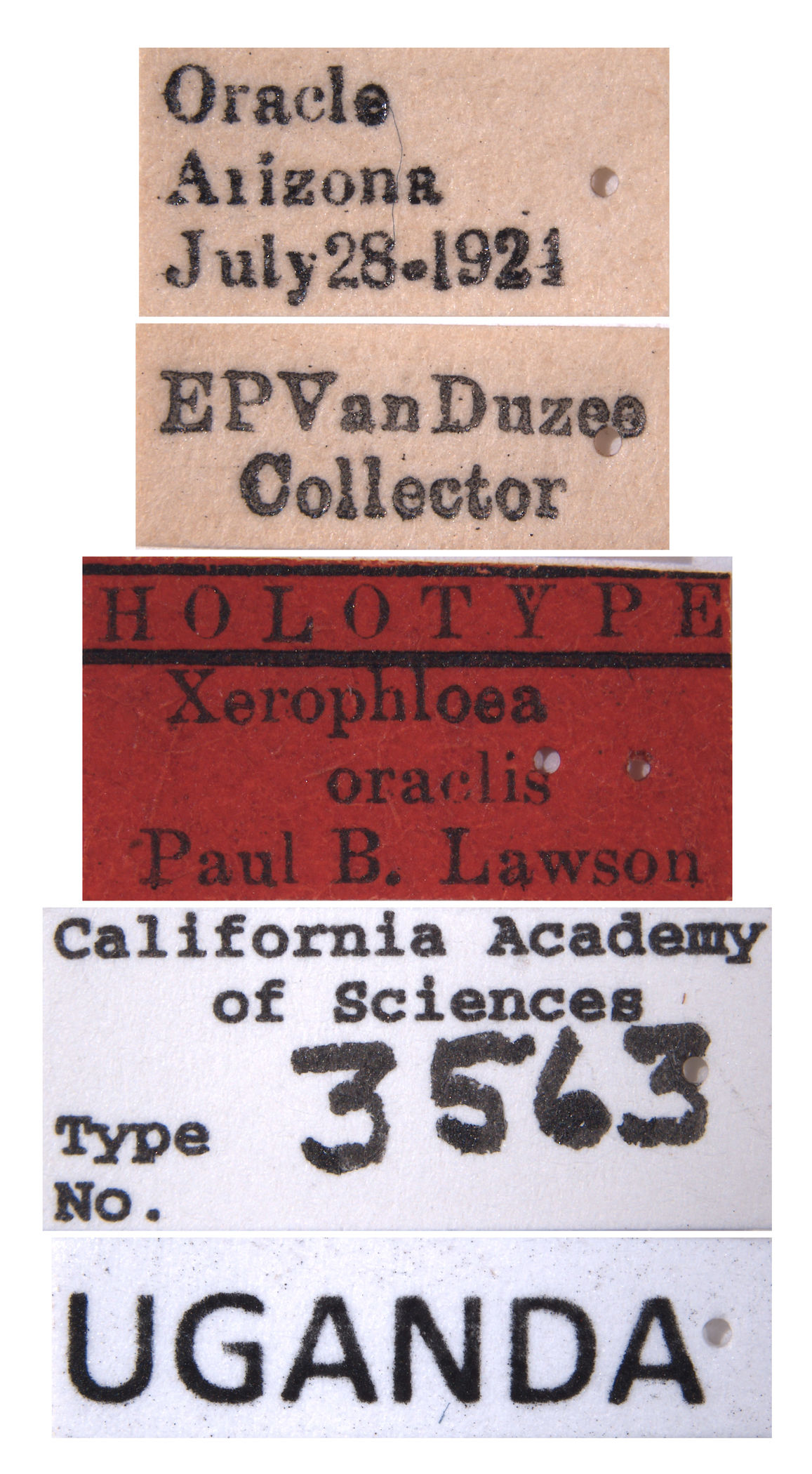 Xerophloea oraclis image