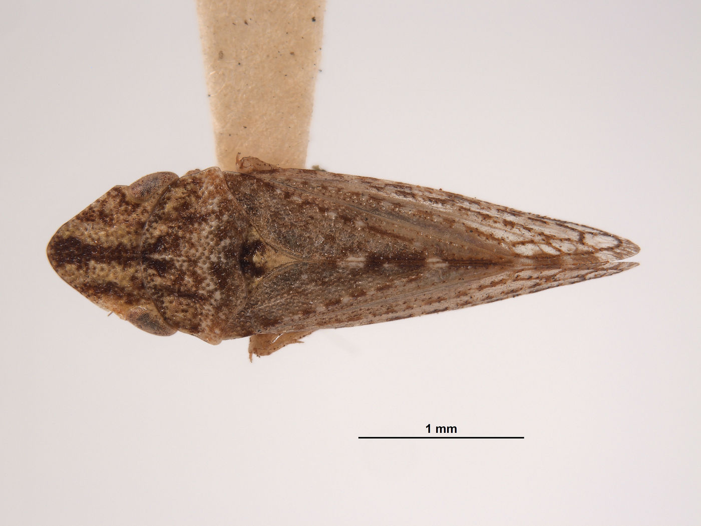 Xerophloea tenuata image