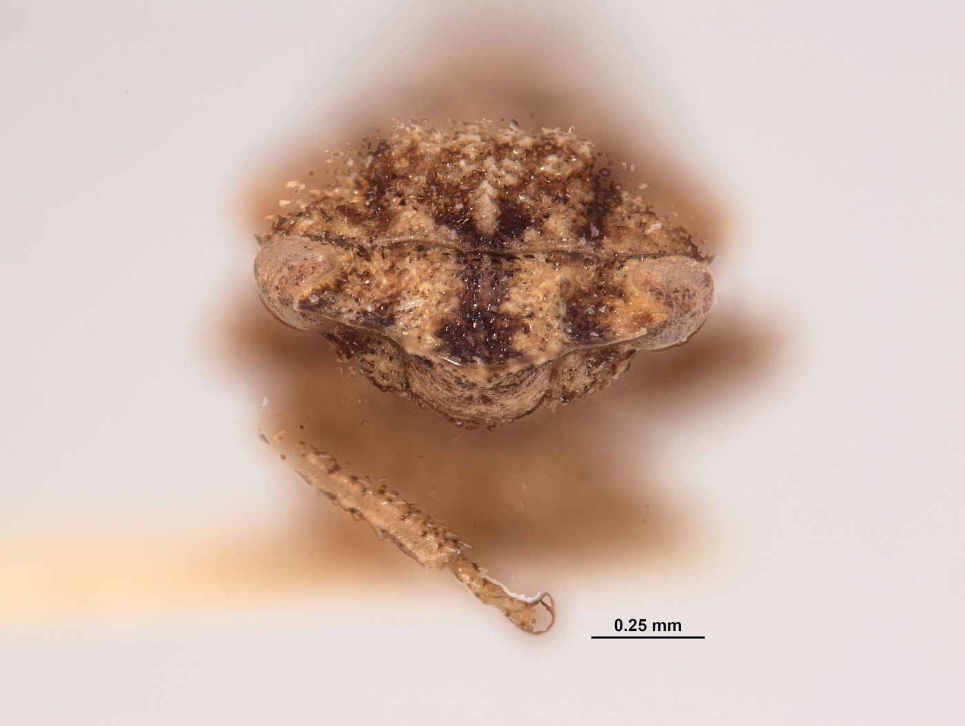 Xerophloea tenuata image
