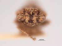 Xerophloea tenuata image