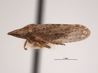 Xerophloea tenuata image
