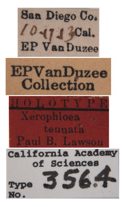 Xerophloea tenuata image