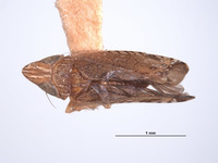 Image of Platymetopius aequinoctialis