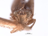 Platymetopius aequinoctialis image