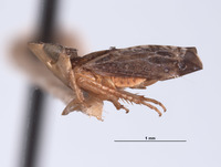 Platymetopius aequinoctialis image
