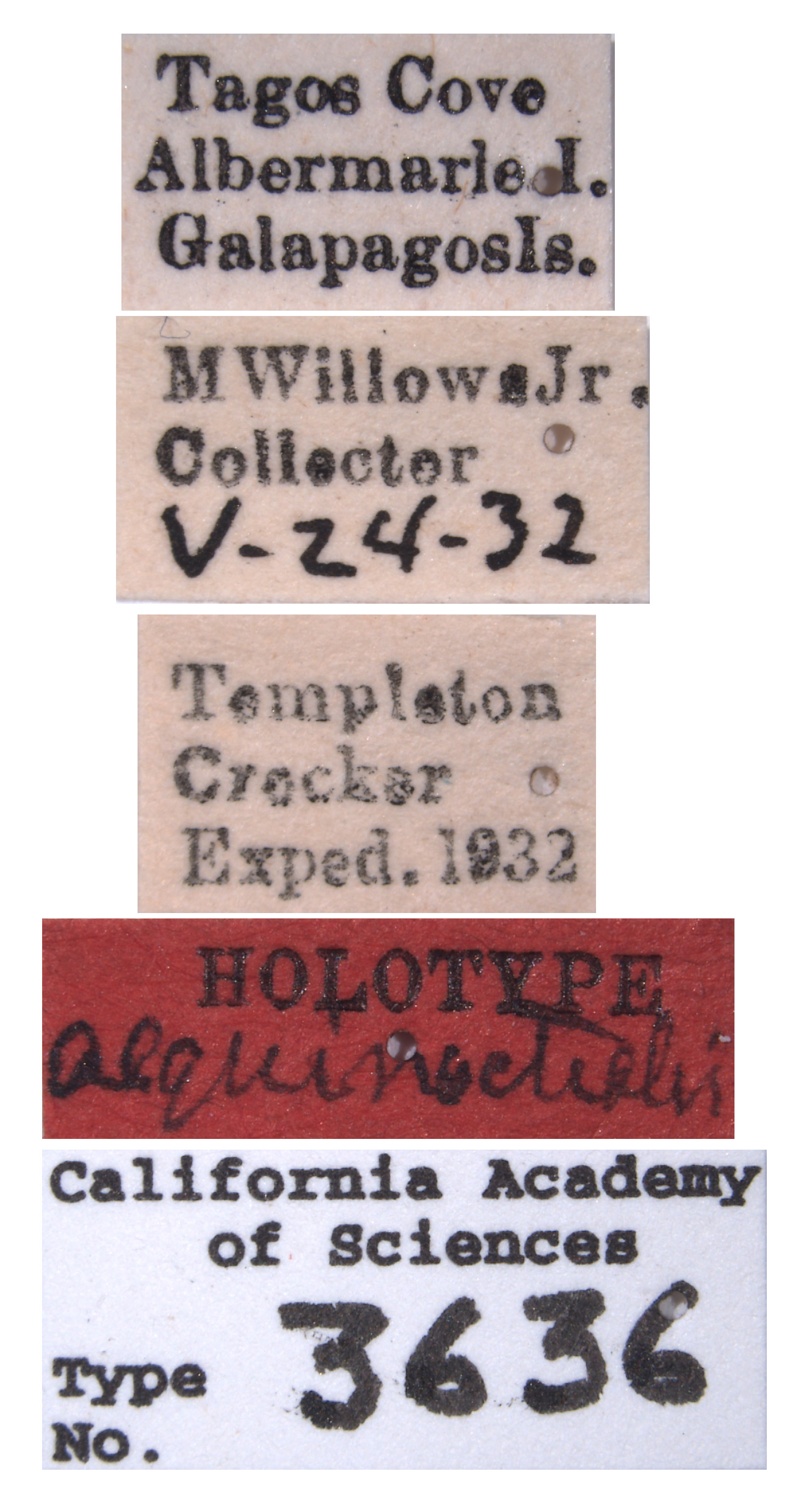 Platymetopius aequinoctialis image