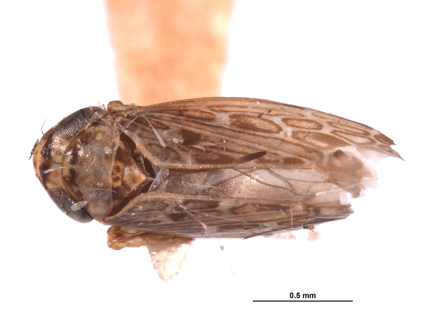 Deltocephalus insularis image