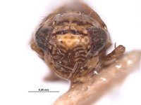 Deltocephalus insularis image