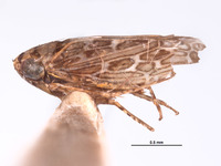 Deltocephalus insularis image