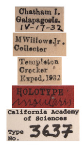 Deltocephalus insularis image