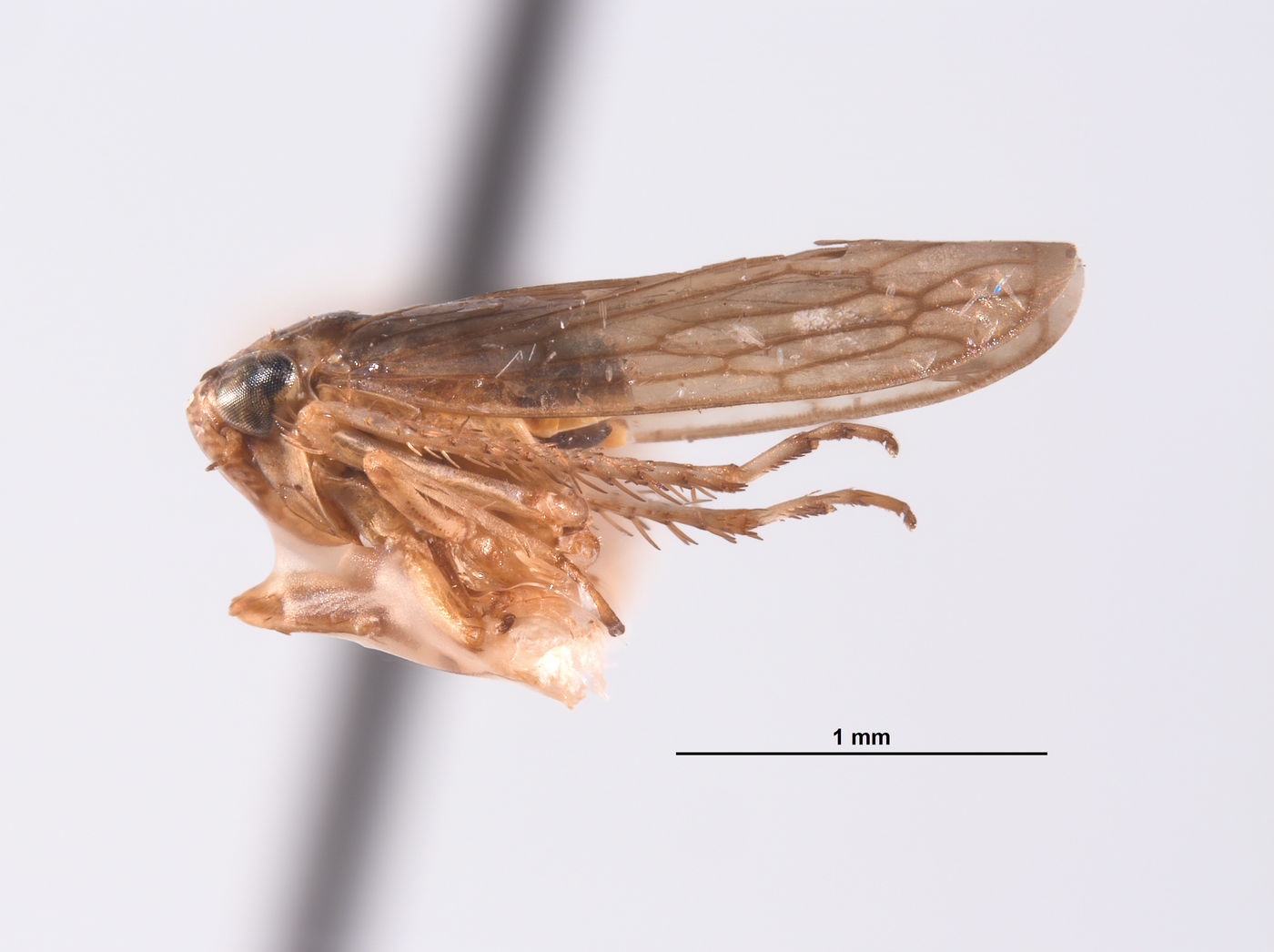 Athysanus digressus image