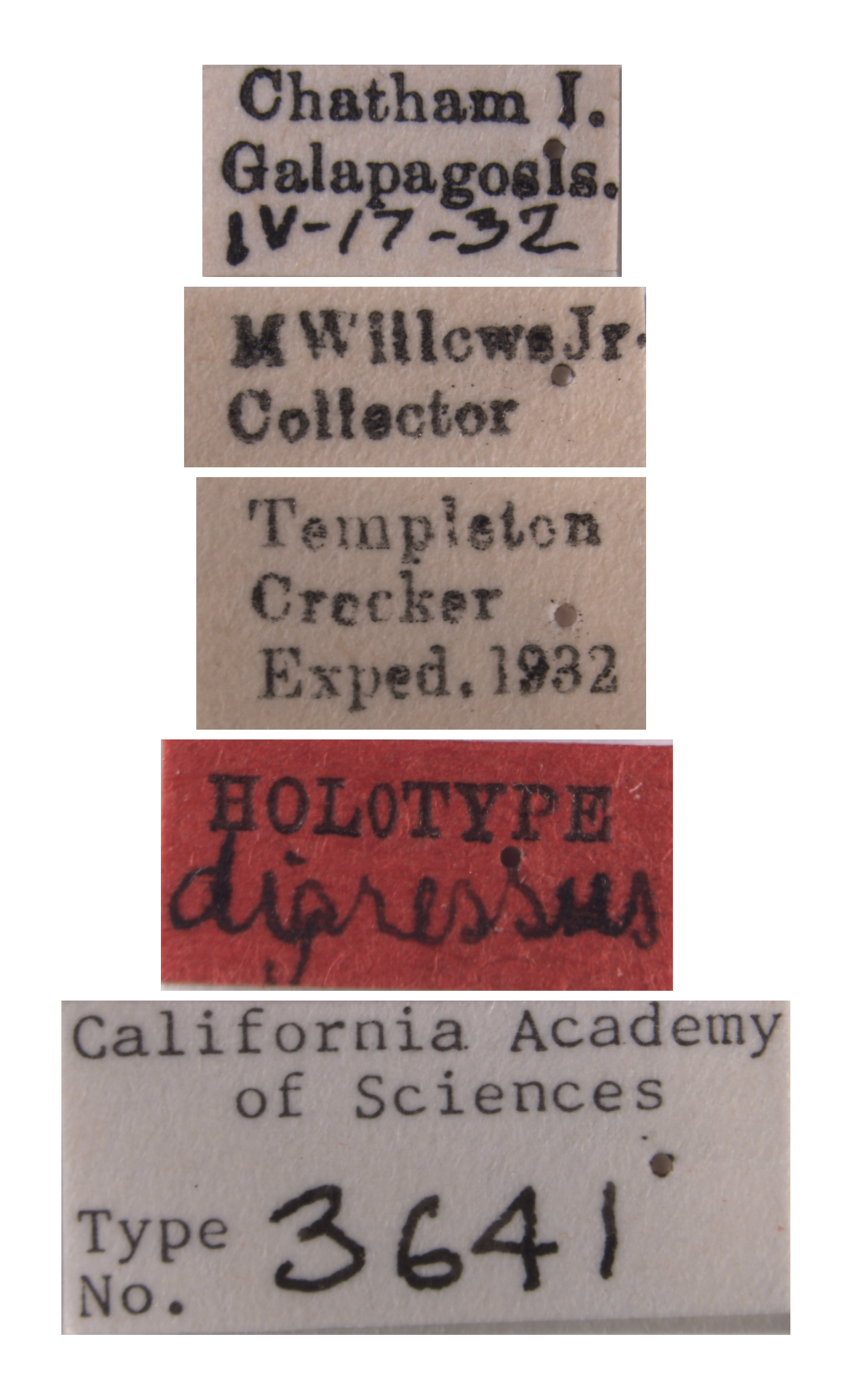 Athysanus digressus image