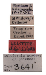 Athysanus digressus image