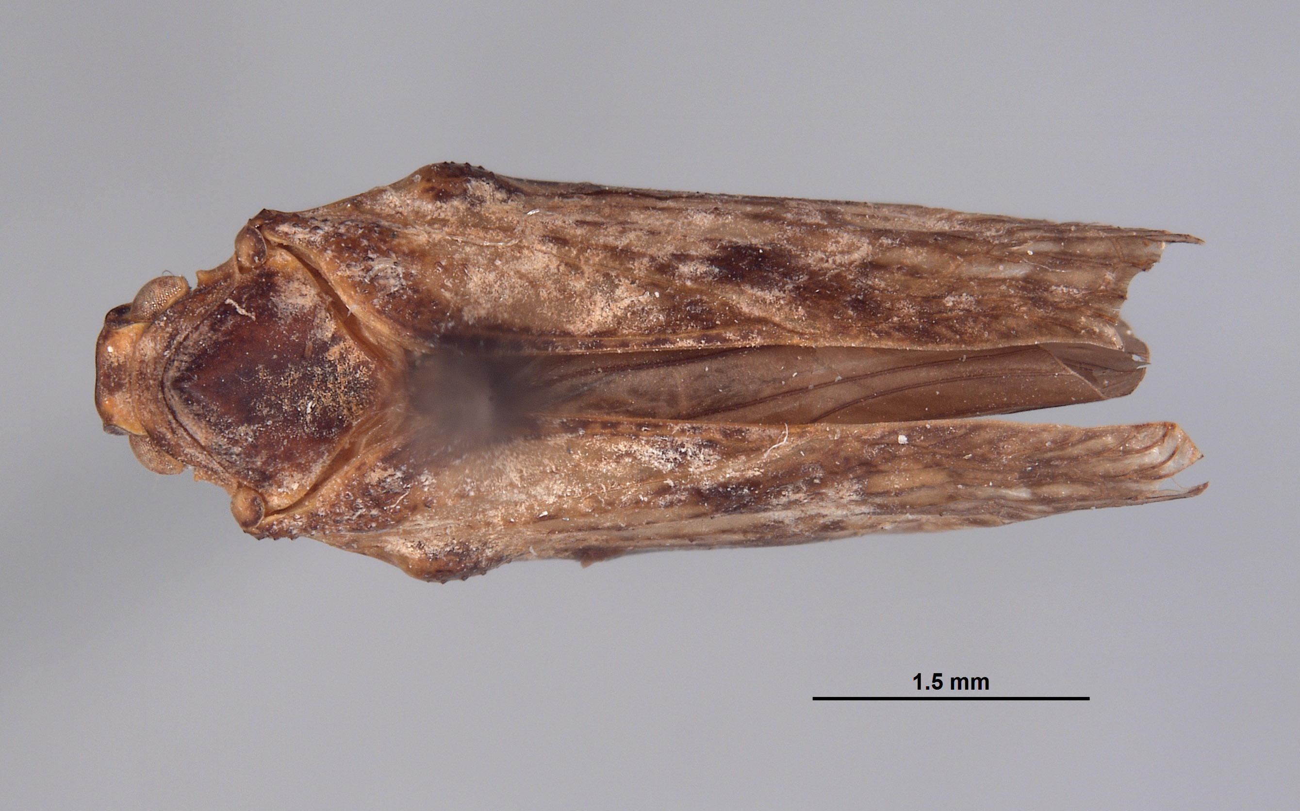 Dascalia tumida image