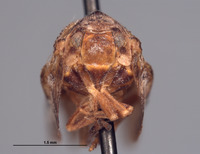 Dascalia tumida image