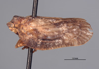 Dascalia tumida image