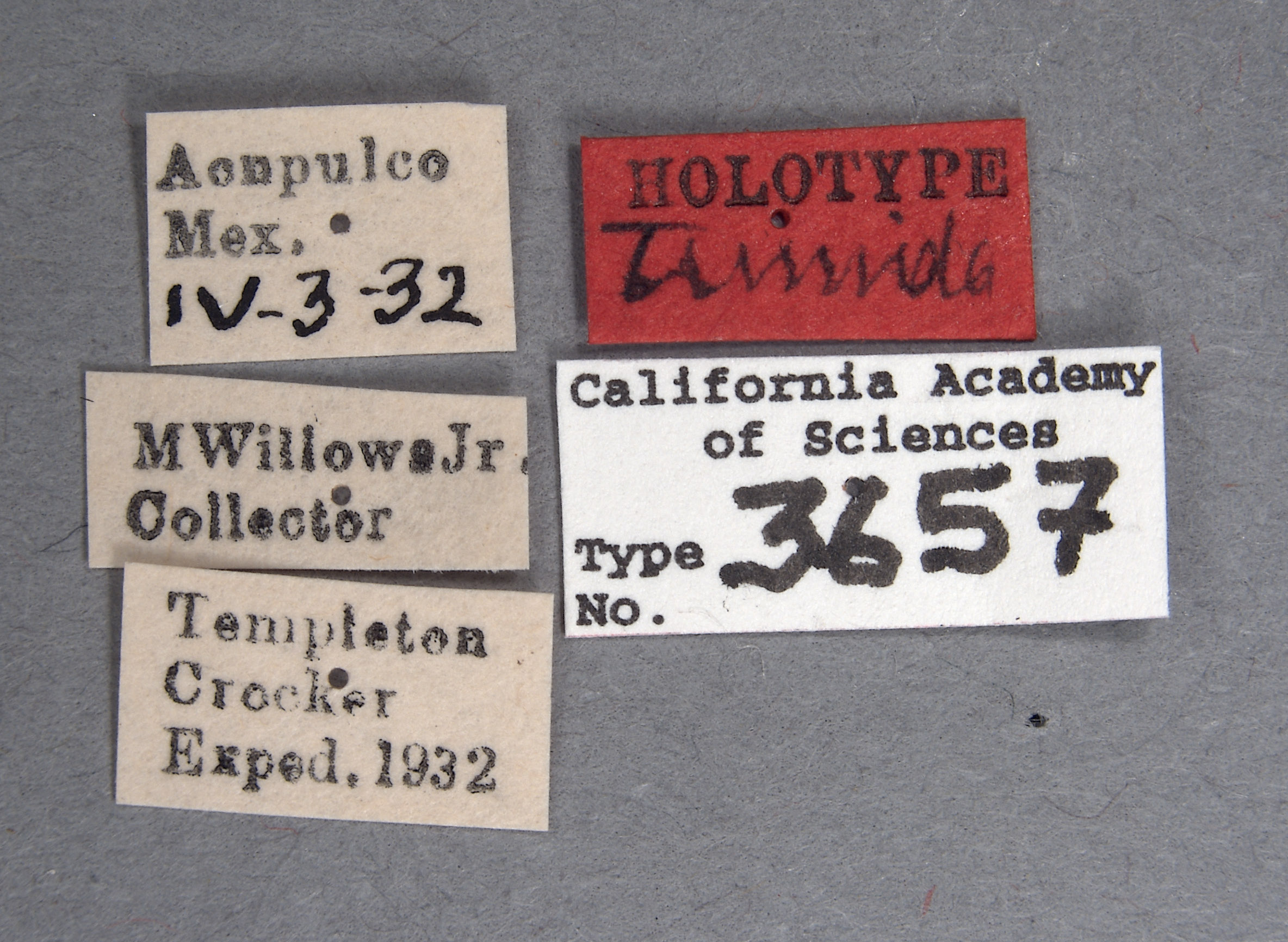 Dascalia tumida image