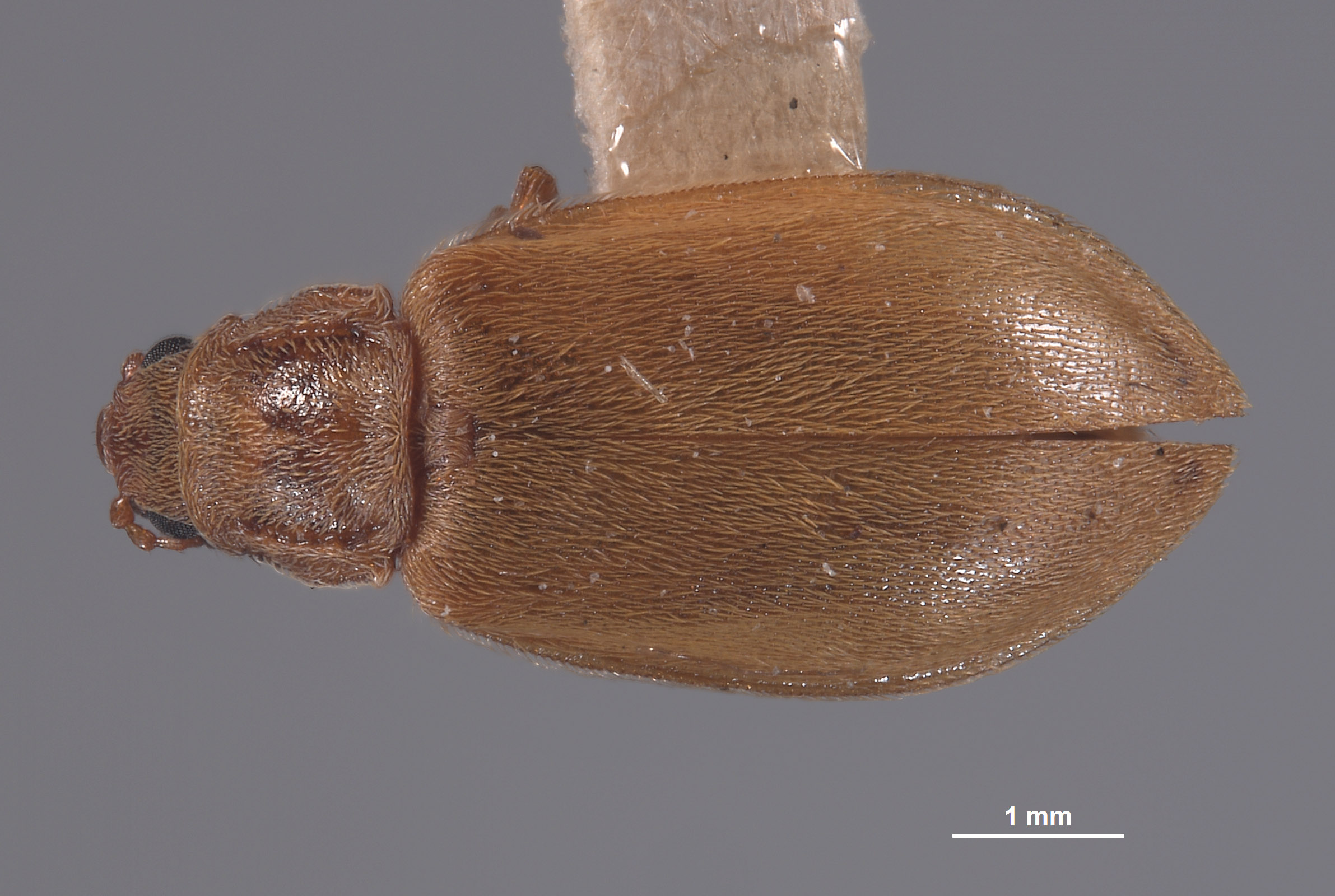 Vectura fulvescens image