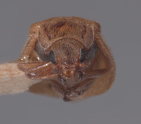 Vectura fulvescens image