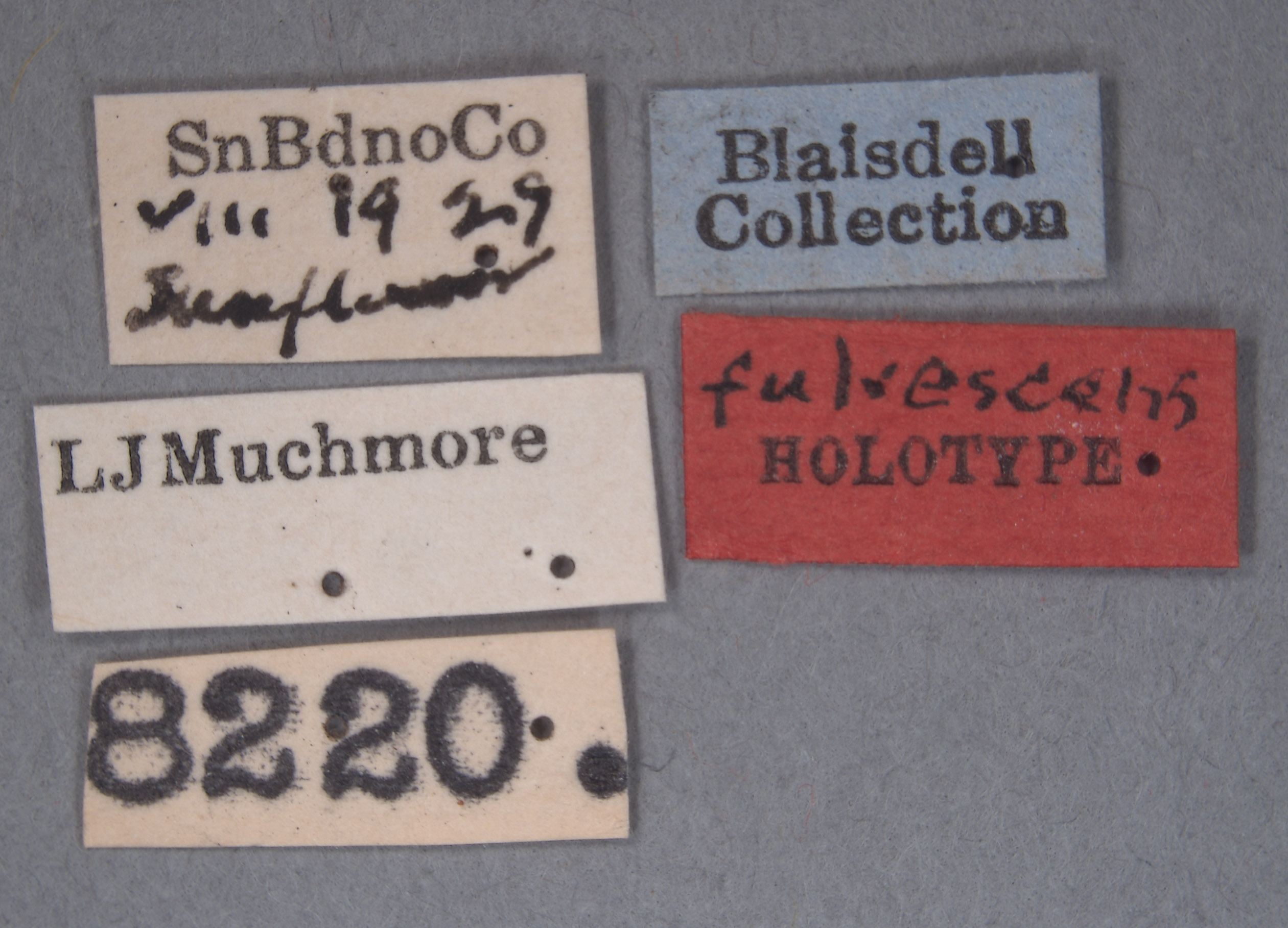 Vectura fulvescens image