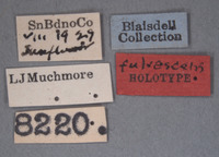 Vectura fulvescens image