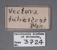 Vectura fulvescens image