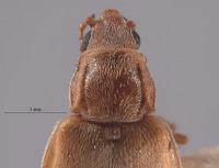 Vectura fulvescens image