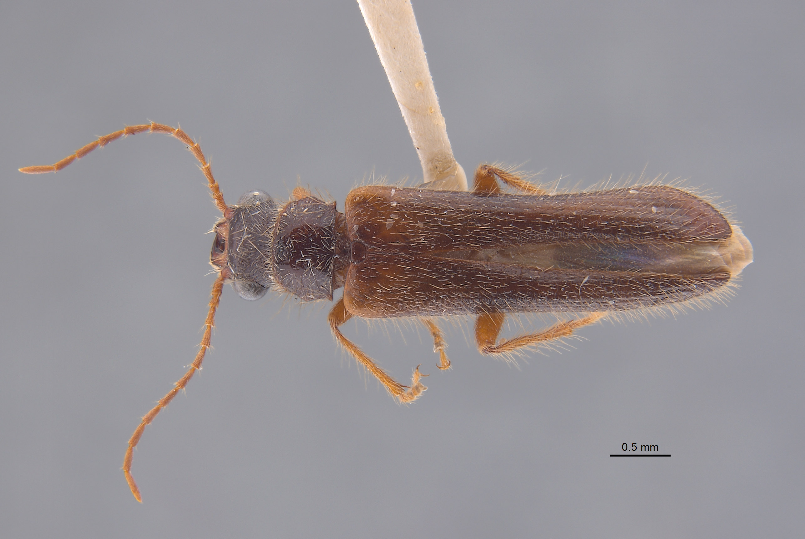 Anorus arizonicus image