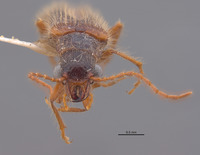 Anorus arizonicus image