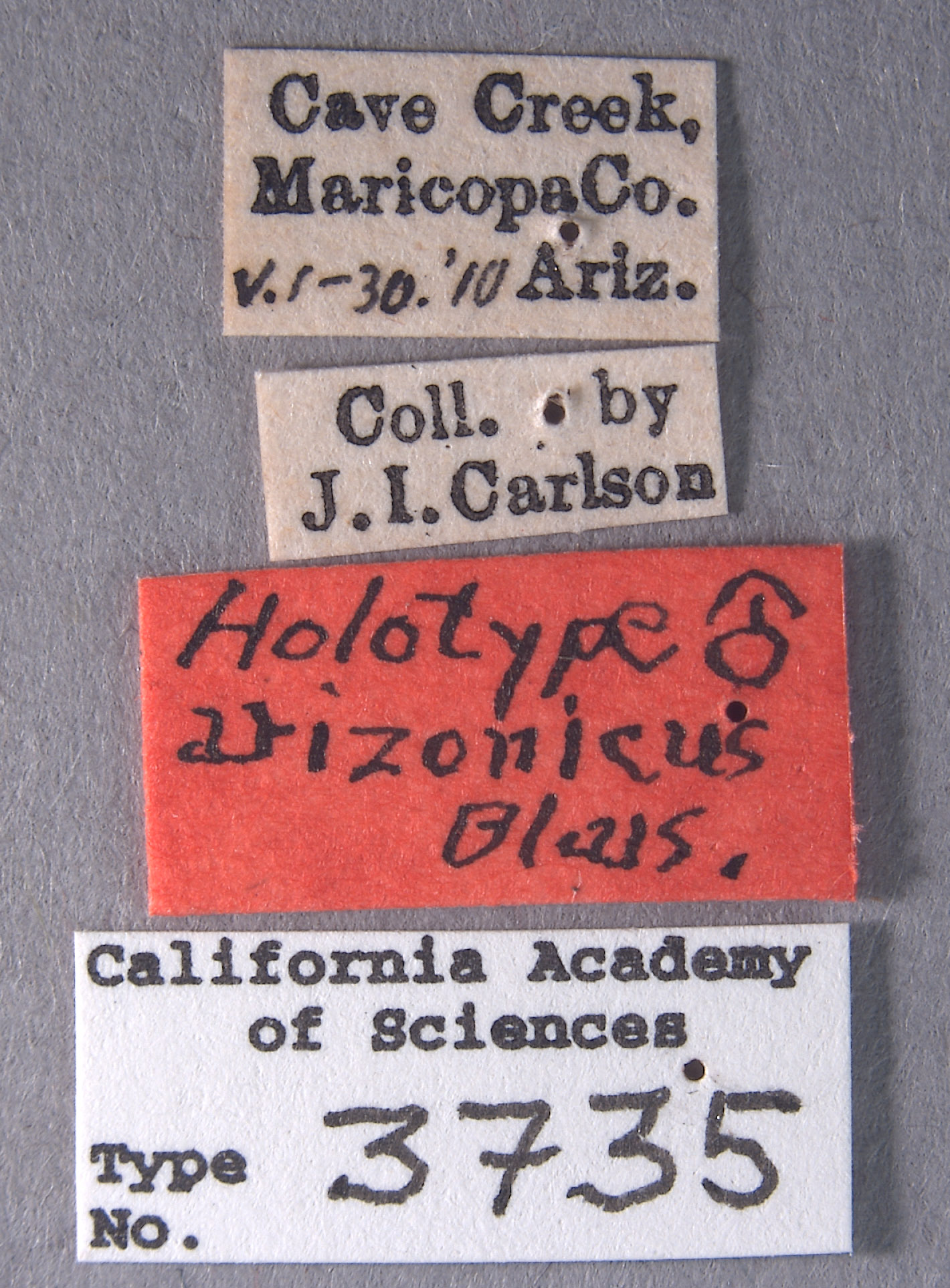 Anorus arizonicus image