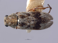 Listrus vanduzeei image