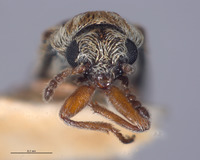 Listrus vanduzeei image